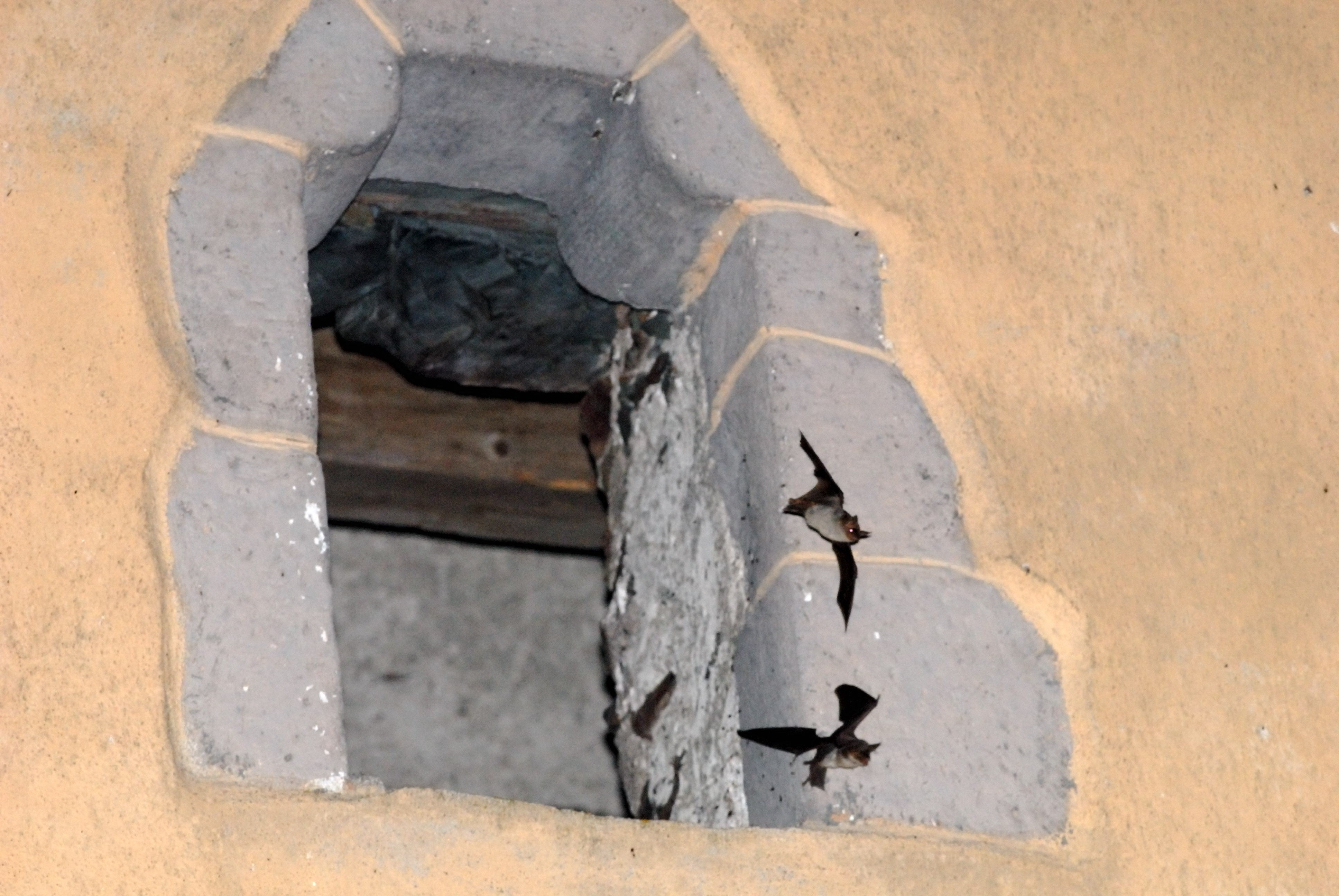 bats use any opening into a building, including chimneys. In this image they are flying through an opening in a church