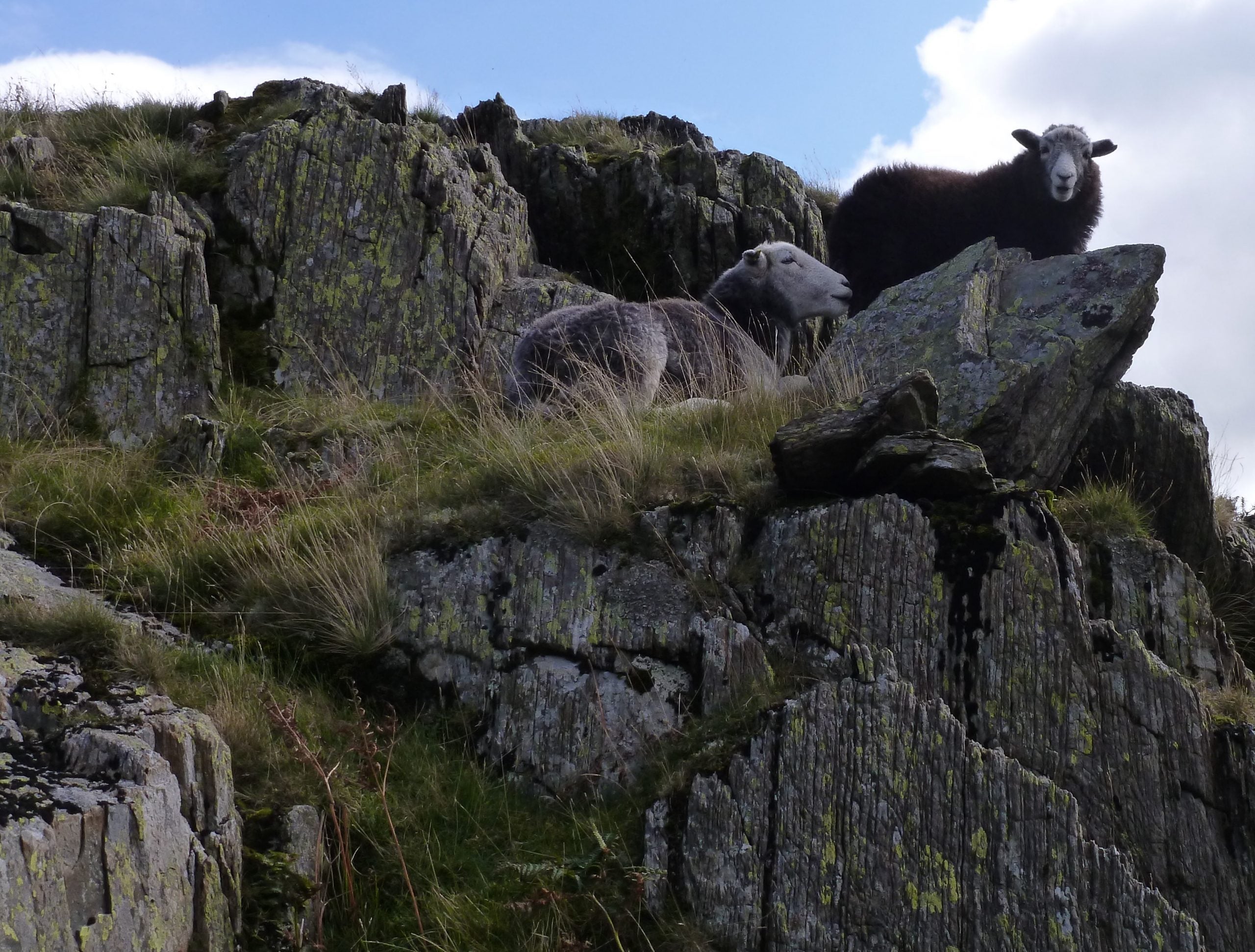 herdwick sheep perched on a craggy rock symbolise the durability of the Chimney Sheep