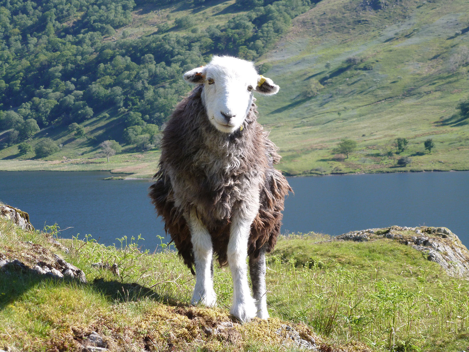 A happy herdwick sheep looks directly into the camera infront of a pretty lake and fells.