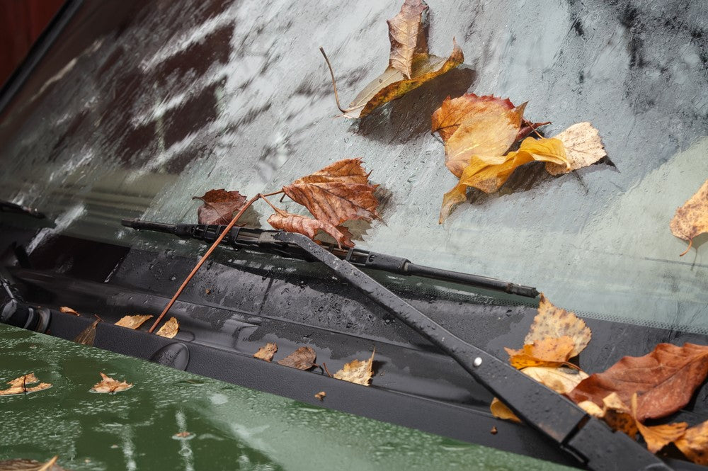 Wet leaves sitting on the windscreen of a green car.