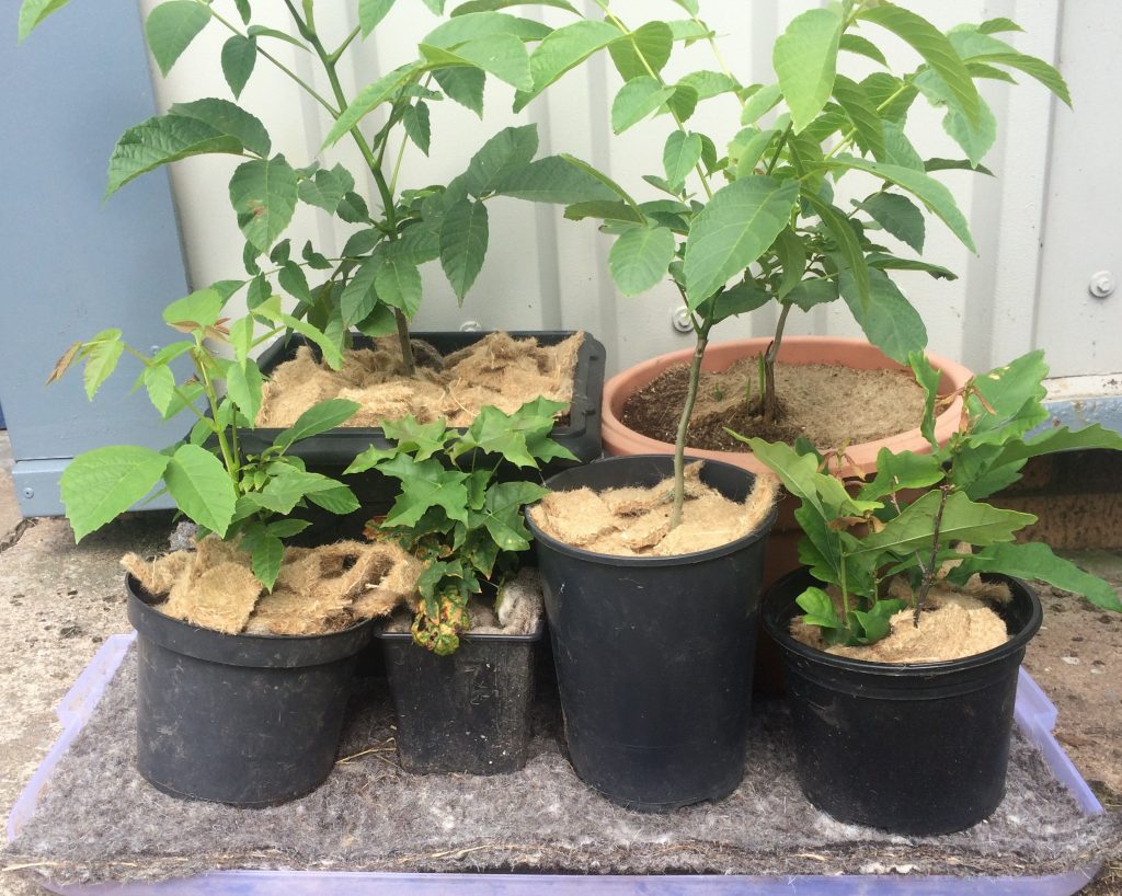 A collection of plants in pots, with jute mulch mats covering the soil and wool felt capillary matting underneath