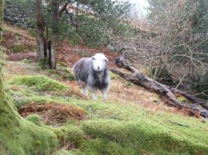 A handsome Herdwick sheep smiles at the camera while standing in mossy pasture with mature trees, young trees, and some dead wood