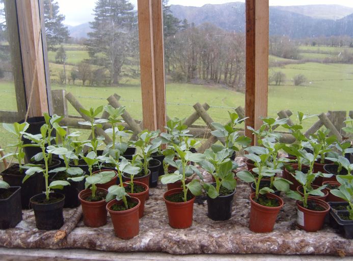 rows of small broad bean plants rest on a thick layer of all-natural wool felt which acts as capilliary matting. It absorbs water and allows this to be taken up by the plants as they need it.