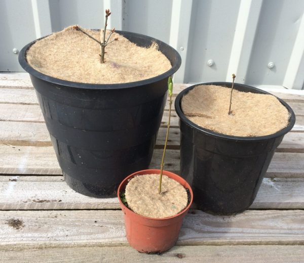 three plant pots with tree saplings containing three different sizes of jute mulch mats. The largest mulch mat is ten inches, the middle is eight inches with the smallest being four inches.