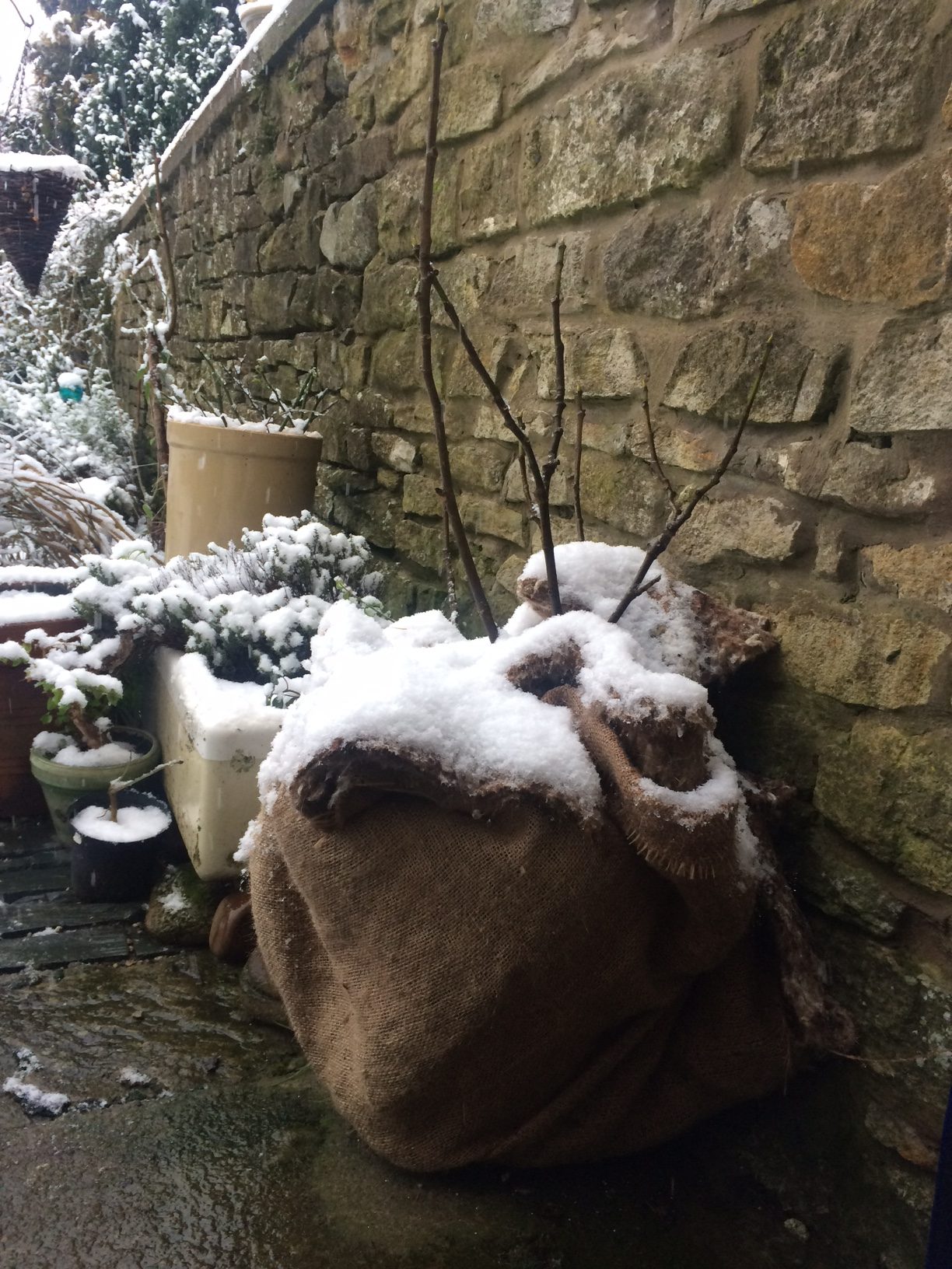 fig tree in pot entirely wrapped in felted sheep wool with dusting of snow on it
