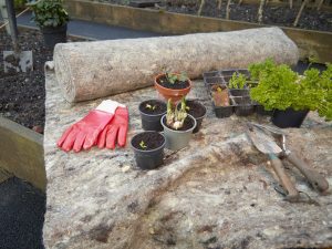 Use our garden felt to grow cress!