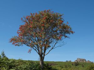 Rowan Tree in autumn with red berries