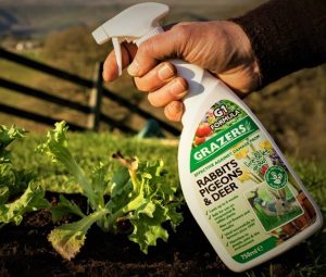 White bottle of Grazers wildlife friendly, natural pest control spray being sprayed onto lettuce leaves in the garden 
