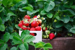 A crop of fresh red strawberries, harvested and placed into a white box in front of a large green strawberry plant with lots of leaves