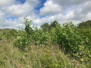 Alder trees 1 year old at our 13 acre field Buy Land Plant Trees