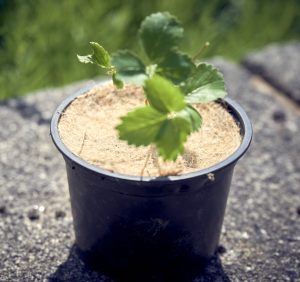 strawberry plant in a pot with weed protection mulch mat